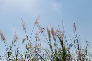 Fototapeta premium beautiful plants on the sky background