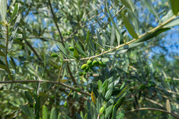 Ready to get olives