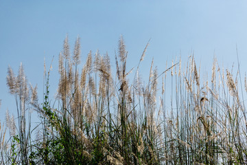 Obraz premium beautiful plants on the sky background