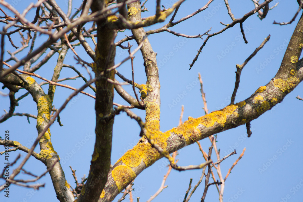 Poster yellow lichen on a walnut tree trunk and sky in the background