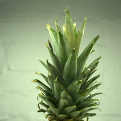 Pineapple and onion young plants growing in glass jars on rustic wooden shelf and stucco wall background. Eco lifestyle or no waste growth concept.