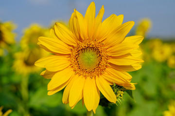 Sun Flower Macro Photography 