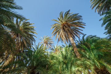 Crowns of palm trees against the sky