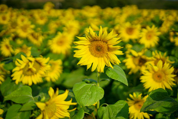 Sun flower field 