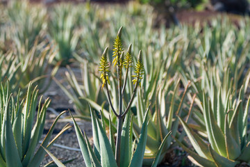 Aloe vera plantation, cultivation of aloe vera, healthy plant used for medicine, cosmetics, skin care