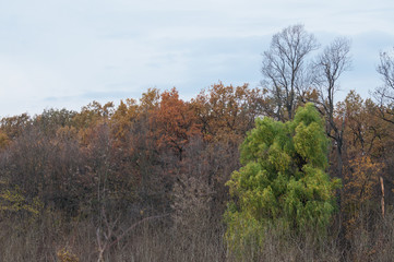 Fototapeta premium fall landscape of vivid colored trees