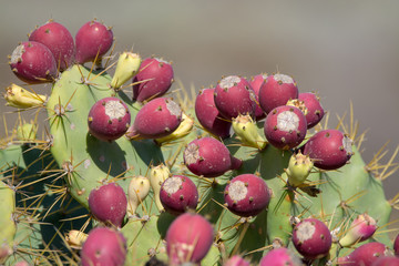 Opuntia cacti plant with ripe red fruits