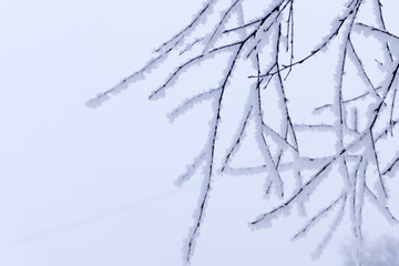 Shot of a dead bush with lush forest landscape in the background. The branches are in focus while the trees are out of focus. The branches of the shrub are really light grey, almost white.