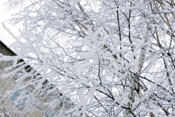 background of trees for a double exposure, many branches, branches in snow, snow on branches, snow on trees .