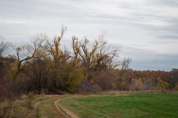 Obraz premium fall view of vivid colored trees and storm sky from the path way