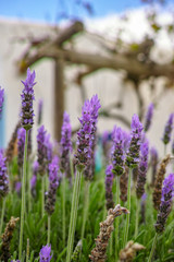 Lavender aromatic flowers, cultivation of lavender plant used as health care, skin care, cosmetics, essential oils and extracts.