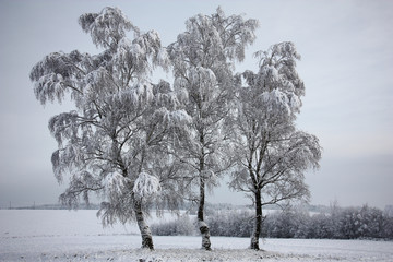 Birches after a snowfall./Three birches in the field and all round them is covered by fresh fluffy snow.