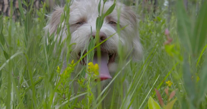 a dog sitting in the grass