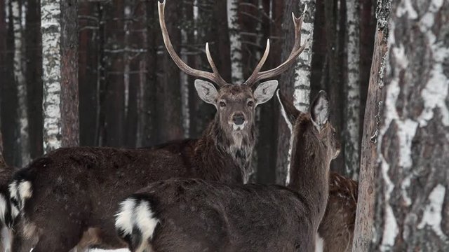 Fine deers in the nature reserve of Ukraine.