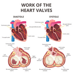 anatomy of the human heart