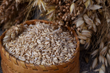 Grains of whole oats in a wicker box and ears of various cereals wheat, oats, rye and others on a wooden background