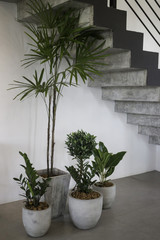 Succulent plant pots decorated on the floor