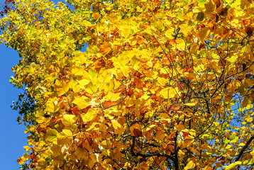 Tulip tree (Liriodendron tulipifera) in golden yellow autumnal splendor