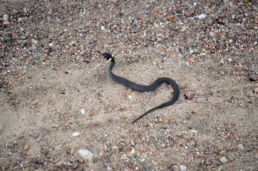 snake in the wildlife
