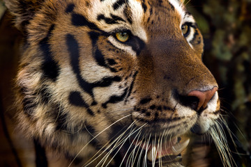 Wild Siberian tiger on nature