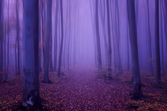 Fototapeta Fantasy lasu abstrakcyjne tło, koncepcja ultrafioletowe - kolor roku 2018