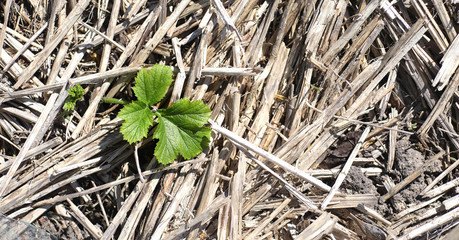 Spring nature. Leaves and bushes with the first green leaves in 