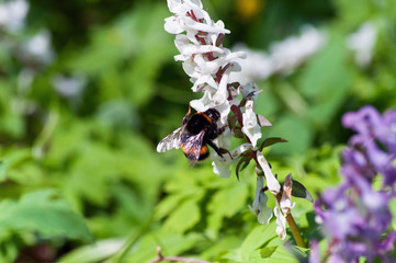 Meadow With Corydalis Flowers Of Different Colors
