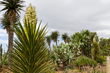 Tropical Botanical Garden in Funchal, Madeira, Portugal