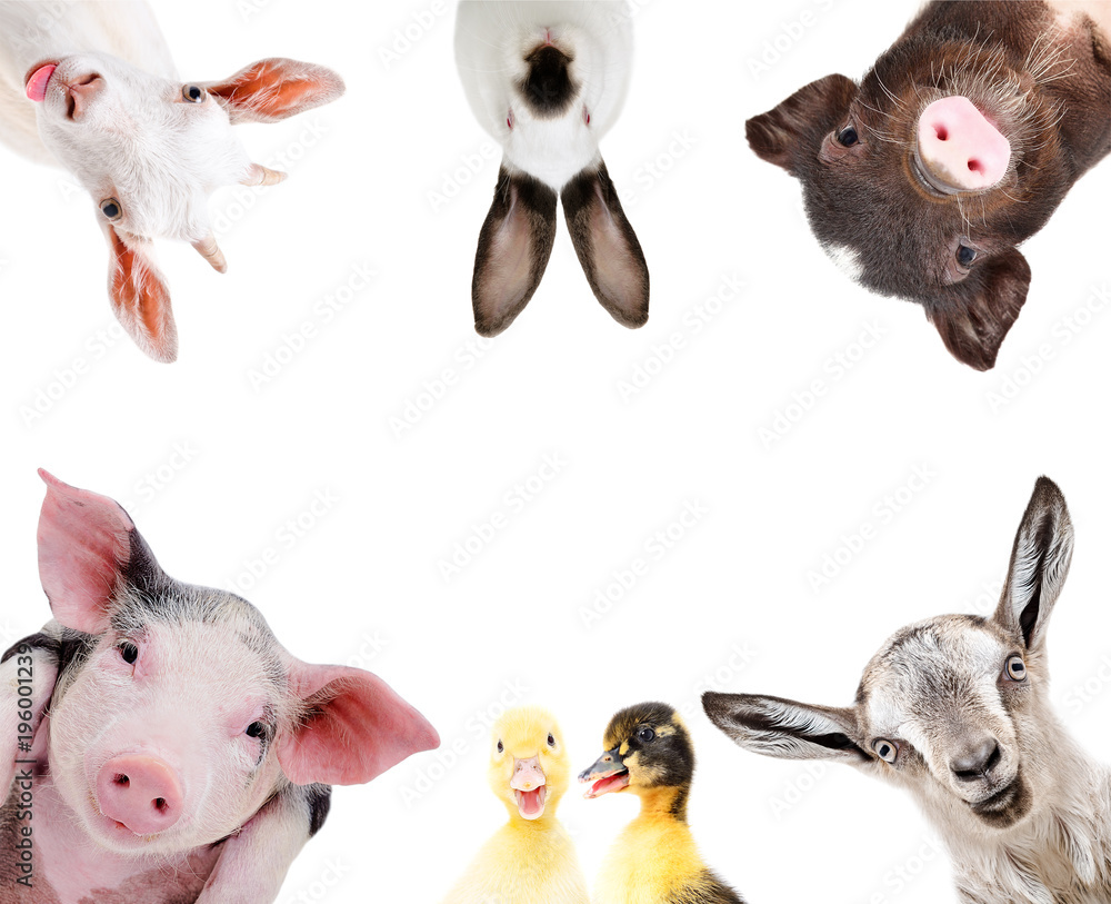 Wall mural Funny portrait of a group of farm animals, isolated on a white background

