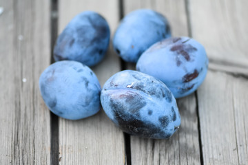 Harvest of prune crop (plum) in a home garden