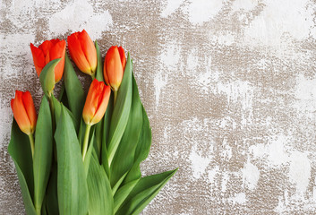 Red-yellow tulips on a light background. Spring - poster with free text space