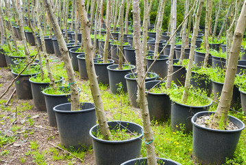 seedlings of fruit trees in plastic buckets