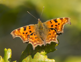 Comma