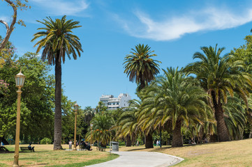 exotic palm trees in the park of Buenos Aires