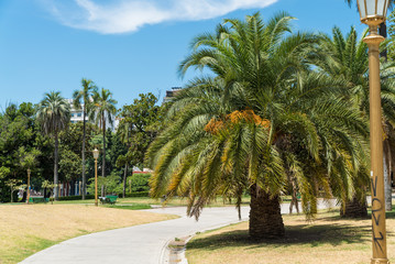 Plakat exotic palm trees in the park of Buenos Aires
