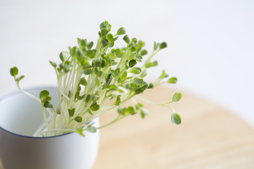 Green radish sprouts