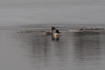 Verliebte Gänsesäger