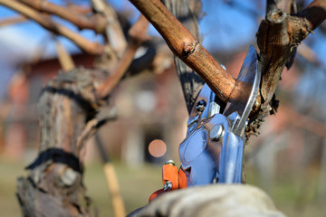 man pruning vines in winter