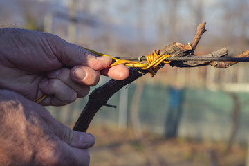 man tying vines using ancient method