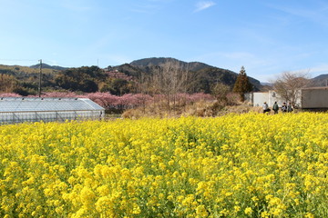 河津の菜の花
