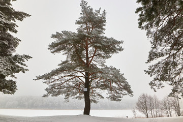 Belarus, Grodno, Molochnoe Lake. Winter pine forest by the lake.