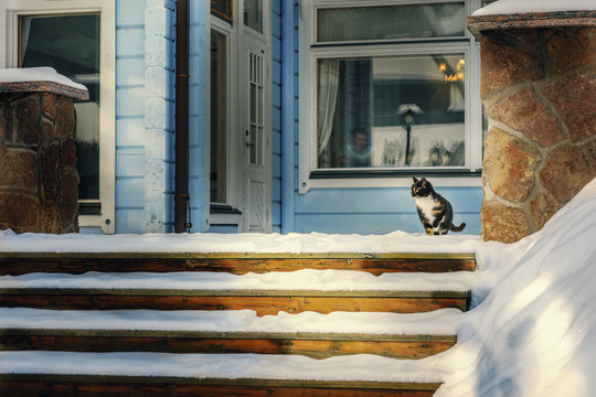 Cat Sniffing Snowy Patio In Winter.