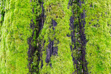 Green moss on stump tree in deep forest