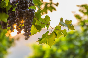 Red wine grapes background,  Vineyards at sunset, grape harvest, vineyard.
