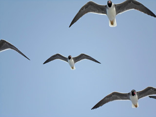 Larus leucophthalmus