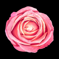 Flower pink  Rose  isolated on black background. Close-up.  Element of design.