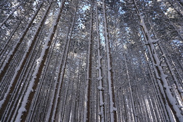 Pine trees covered in snow in midwest forest