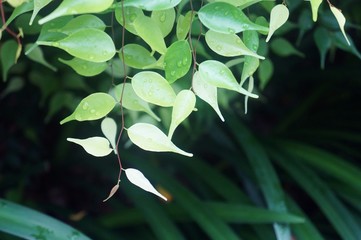 natural fresh green foliage leaf with drop of water
