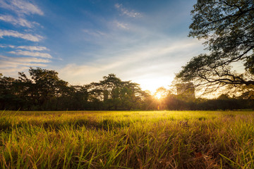 The Beautiful Landscaps Nature In Park