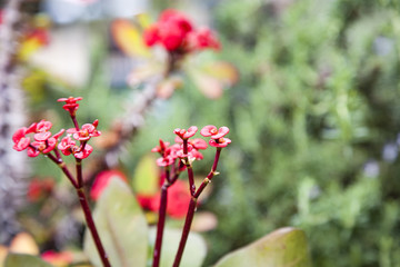 Obraz premium crown of thorns, plant of Christ, thorn of Christ Euphorbia milii, small red flowers with stem with thorns moved by the wind and caught with drops of recent rain 